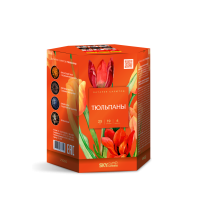 Тюльпаны Салют купить в Кирове Кировской области | kirovkirovskaya.salutsklad.ru